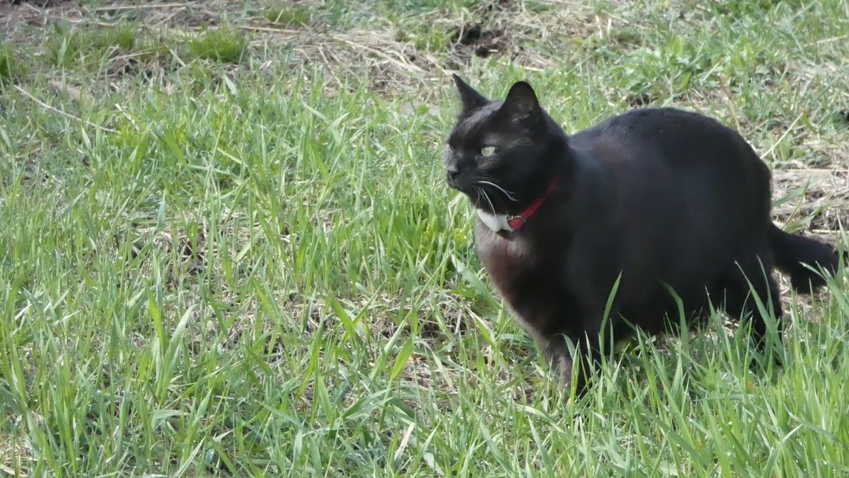 まびん＆ノワールとその仲間たち🐈‍⬛🕊 tweet media
