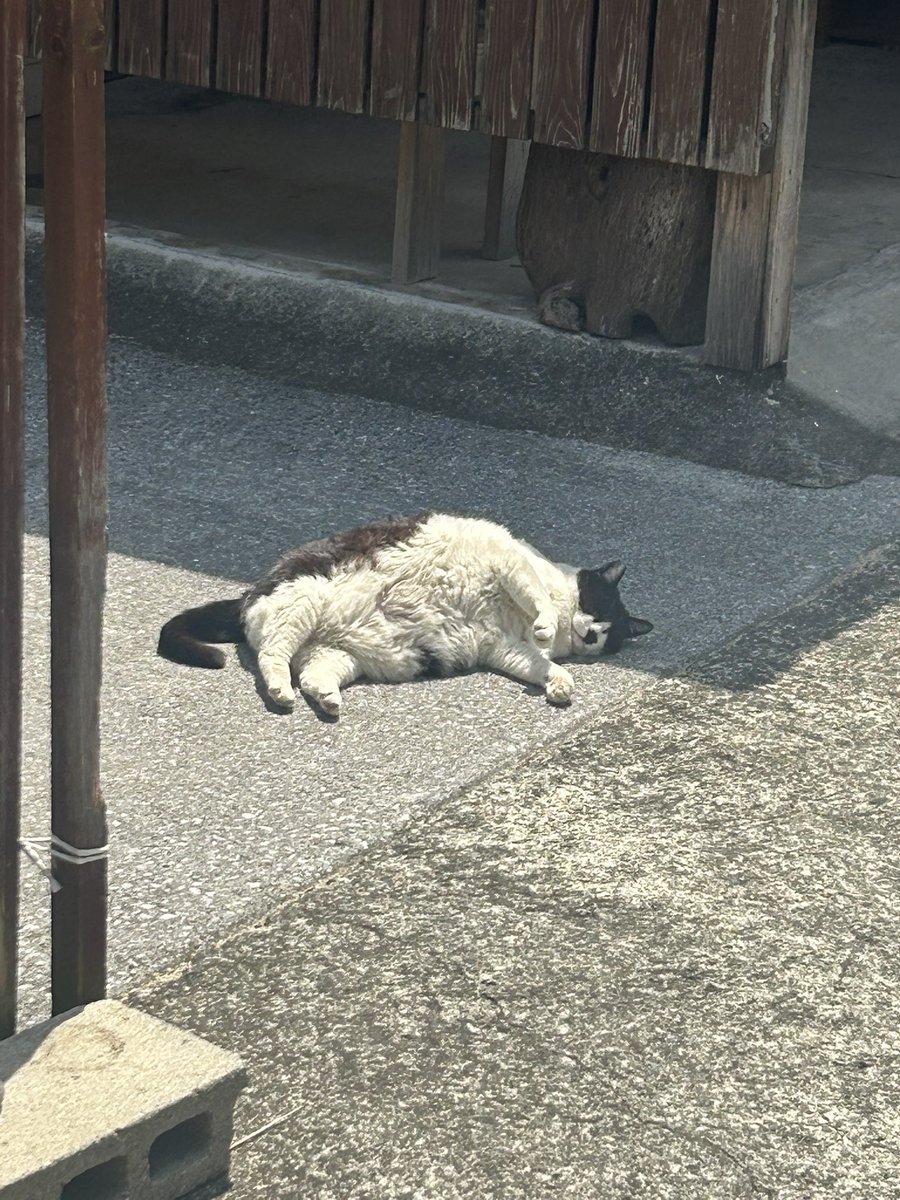 デブ猫ちゃん可愛い💕