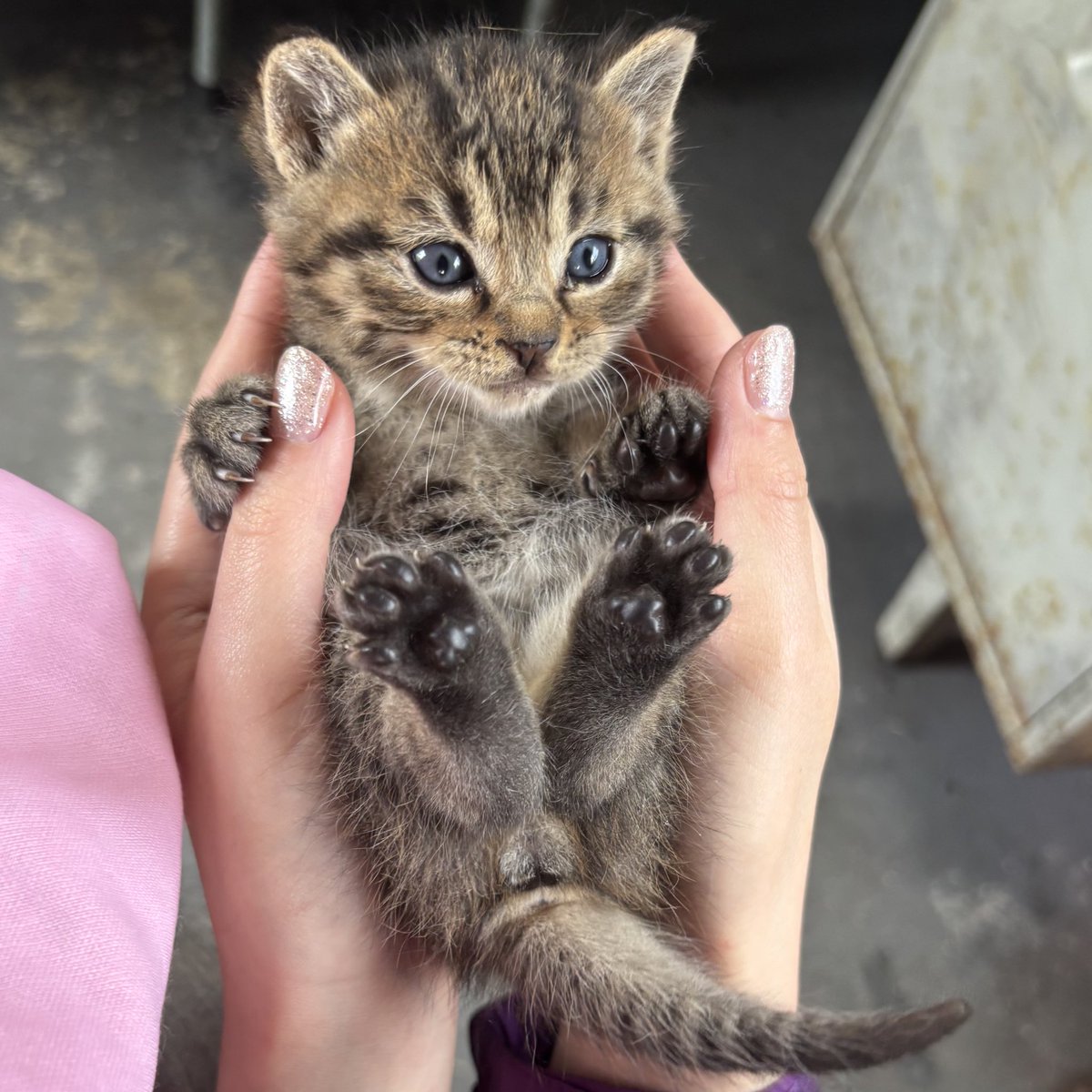 子猫の可愛さ、ただごとではない。