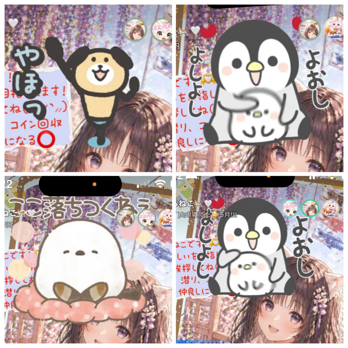 しろねこ🐈🤍 tweet media