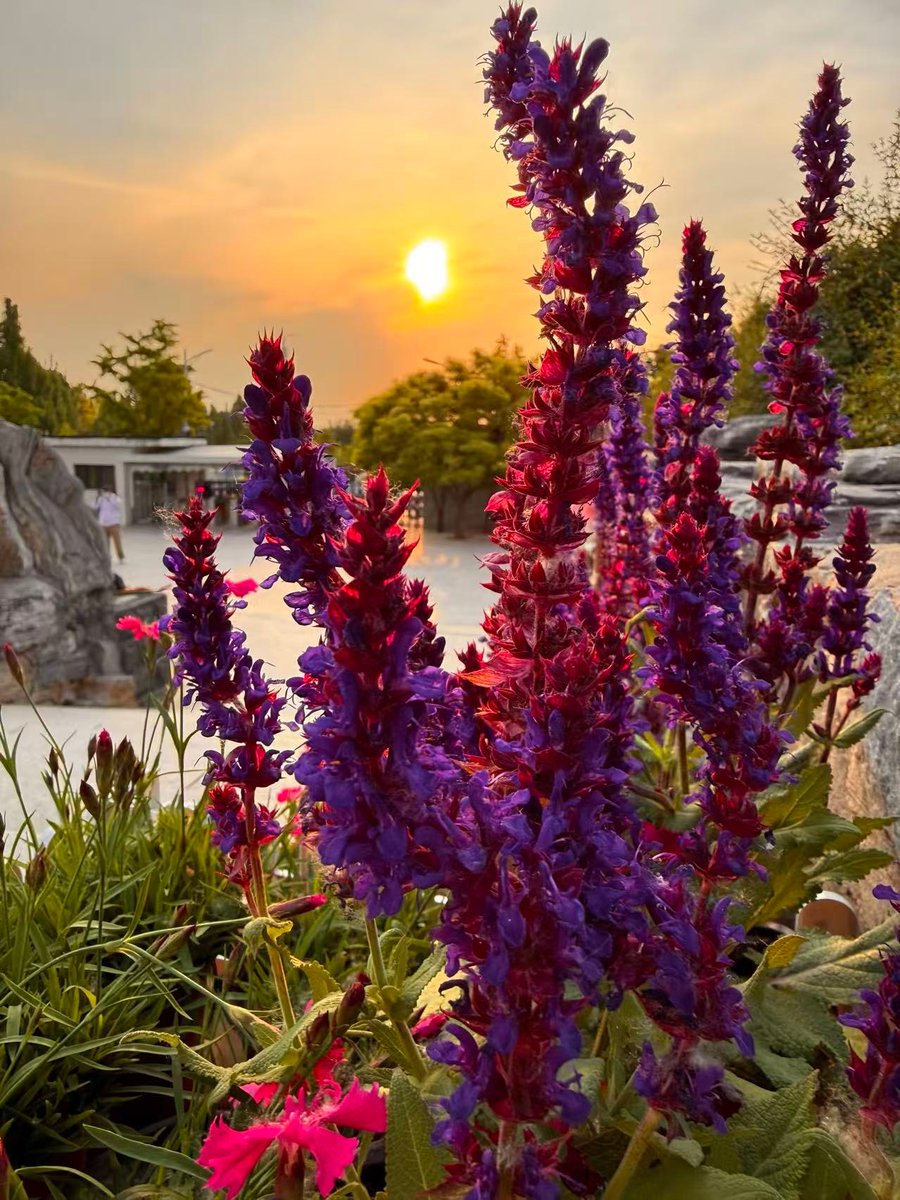BeijingEvening's tweet image. 今晨北京，被朝霞唤醒的假期，太治愈了
As the sun rises, the sky above Beijing is bathed in a golden hue. Its gentle light cascades over the city, heralding the arrival of a new day. #beijing #sunrise