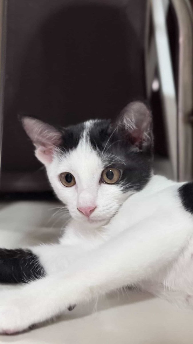 JohnJud | CUVET Animal Welfare Club tweet media