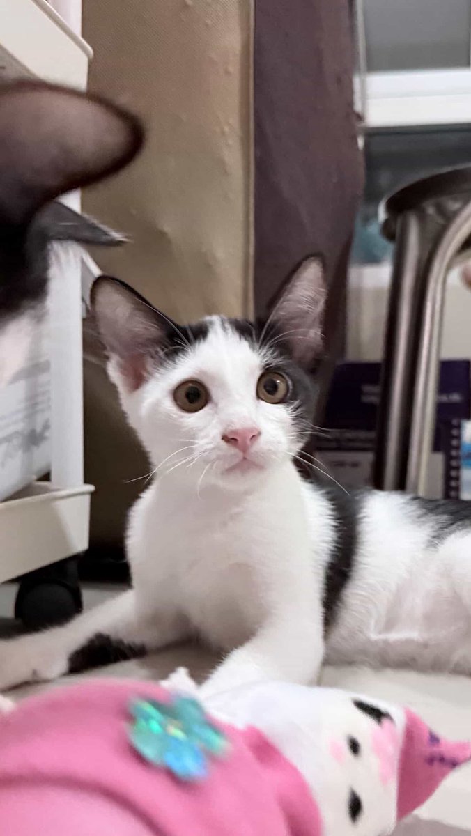 JohnJud | CUVET Animal Welfare Club tweet media