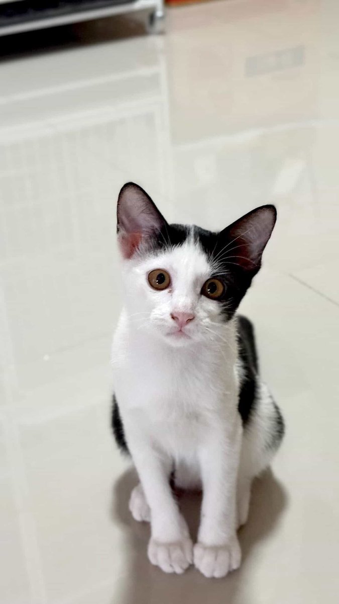 JohnJud | CUVET Animal Welfare Club tweet media