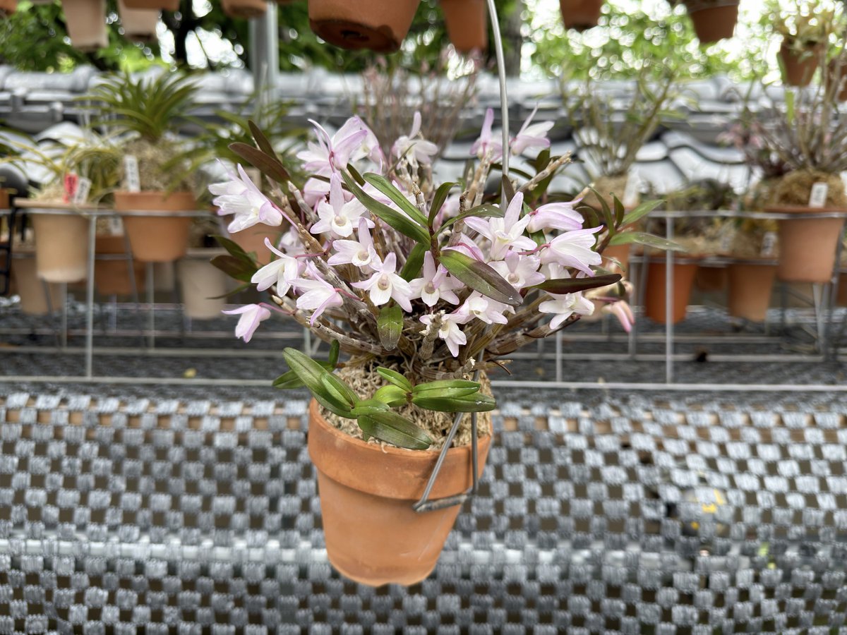 sk8er_shinjuku's tweet image. 植え替えをサボったマツシマセッコクが満開になっていました。
9年でこんなになるのがセッコク栽培の悩みどころ。株分けをして、2.5号のラッパ鉢で育てられるくらいが、僕には丁度良いのかもしれません。

29/Apr/2026 撮影

#Dendrobium_moniliforme #ご蘭なさい #orchid