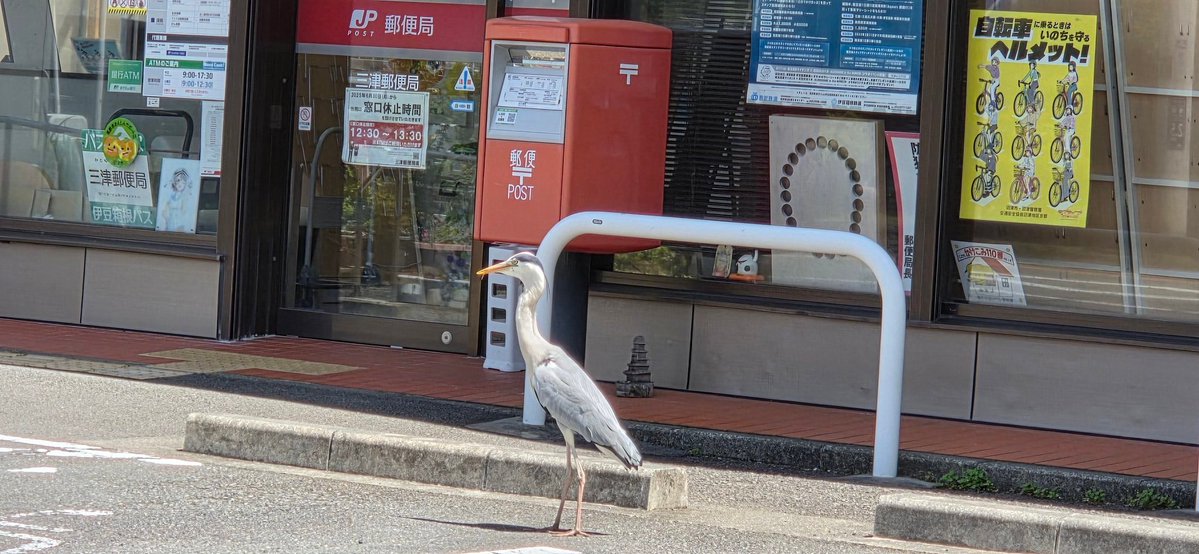 山梨大好きしゅが～ tweet media