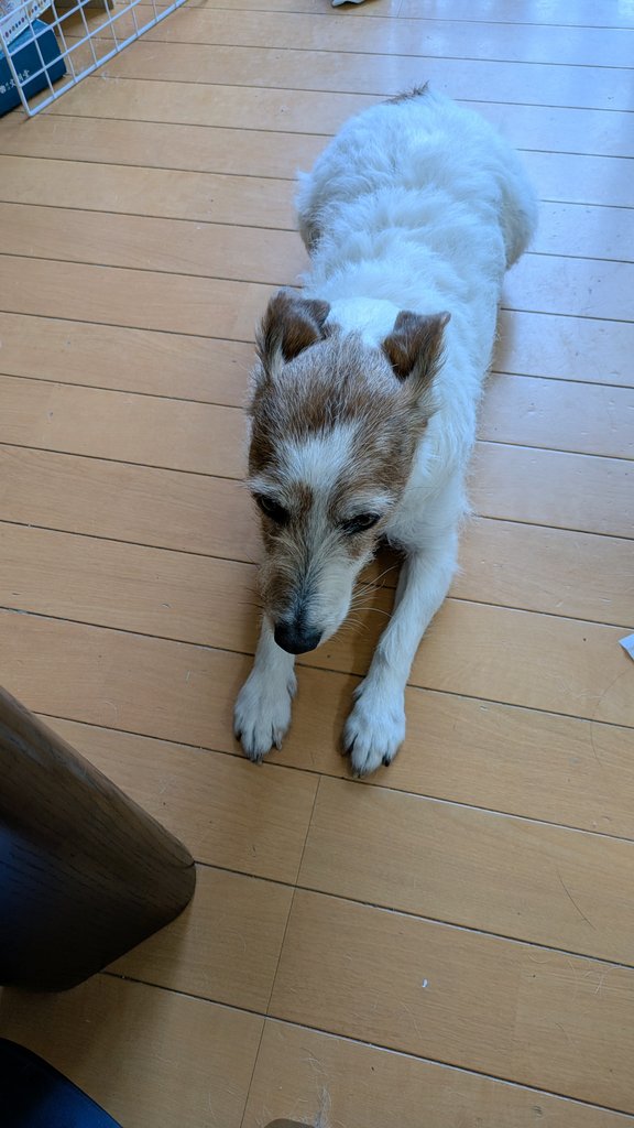 ＪＲＴアウディーとクーパーのぱぱ（ばんさん） tweet media