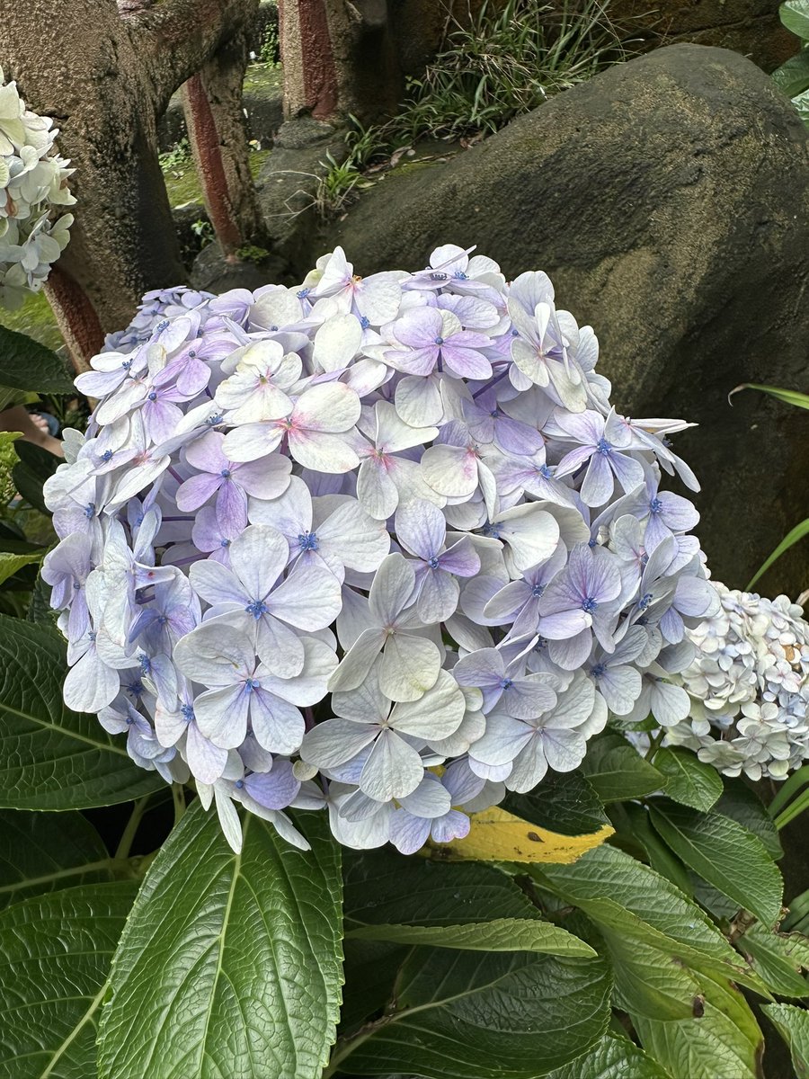 Kalian tau bunga ini ga?👀

Bunga yang ada di foto lagi ini namanya hydrangea, kalau di Indonesia sih kadang disebut bunga hortensia. Cantik banget yak? Tapi nih, coba perhatiin deh… warnanya itu nggak cuma satu! Ada yang putih, ungu muda, sampai agak kebiruan. Nah, menurut