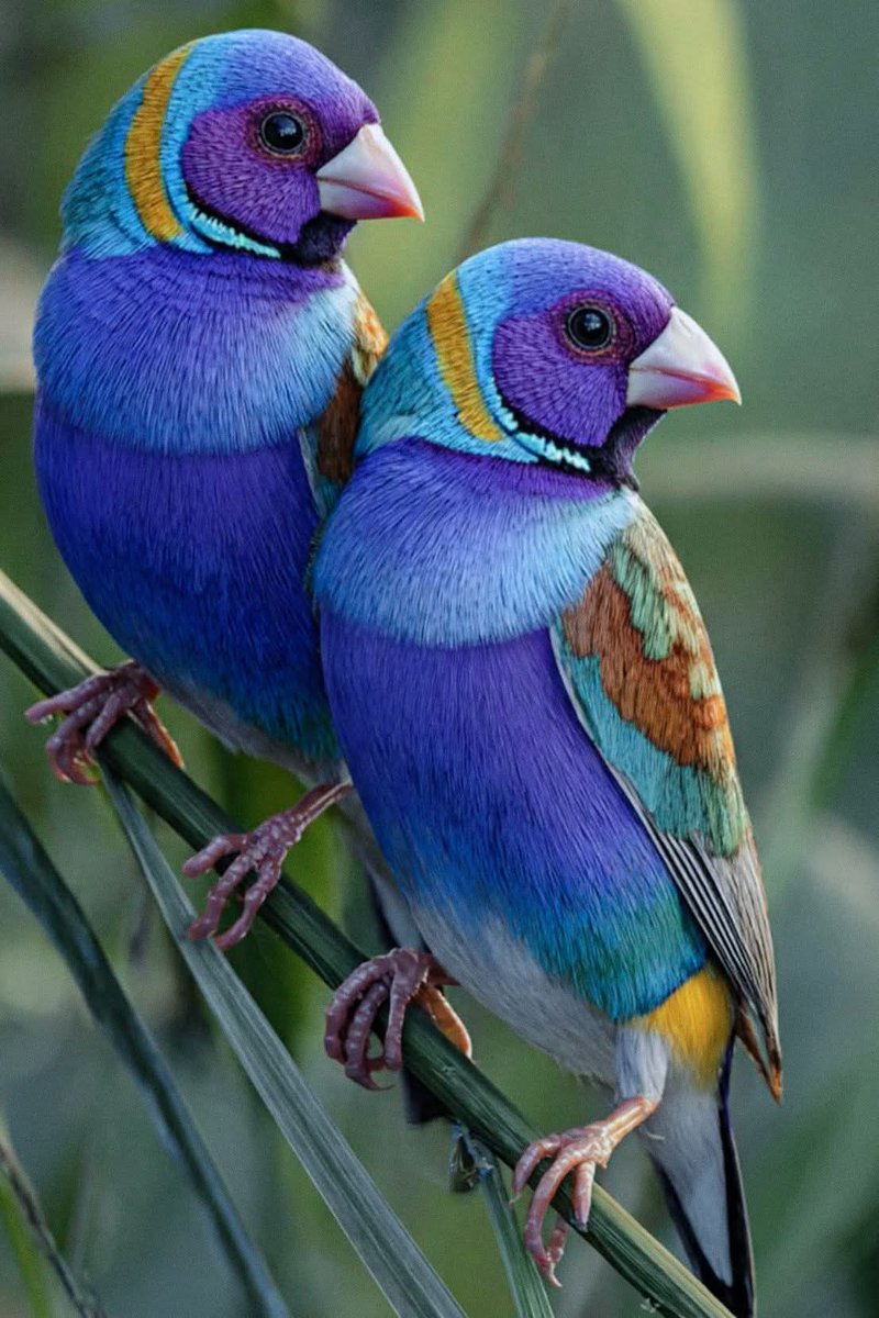 OYadaa's tweet image. Үдийн мэндээ🫂 

Gouldian finches — basically nature showing off its paint palette.🐦🌿 Гоё өнгөтэй гэж...
 #birdlife #birdsofinstagram #birdphotography