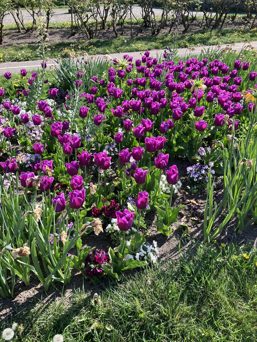 kaffee_jause's tweet image. 開場前に着いたので近くの公園散策。

2026.4.22
#austria #Wien #ウィーン #ピカチュウ