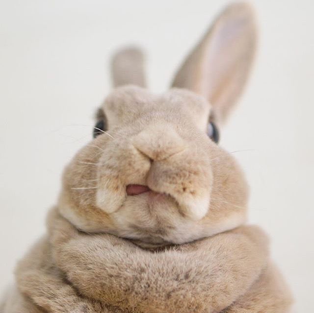 Rabbit (@rabbitincrisiss) / Posts / X