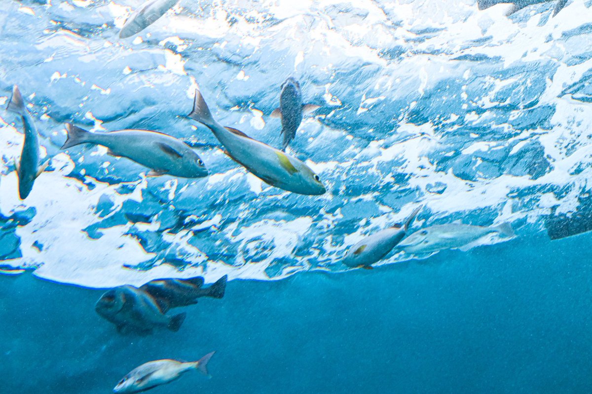 วาฬมีปีก | Flyingwhale tweet media