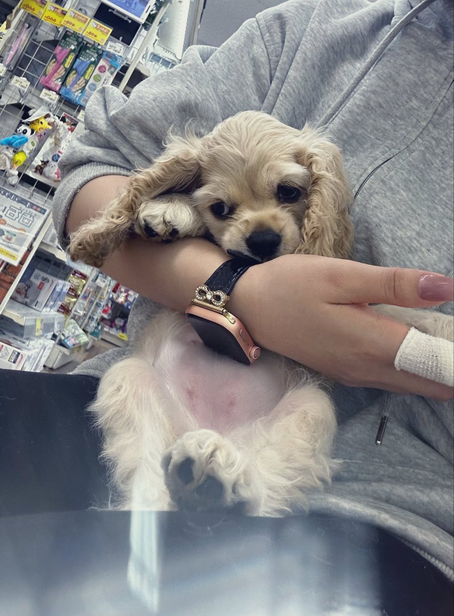 藍梨(新規アカウント） tweet media