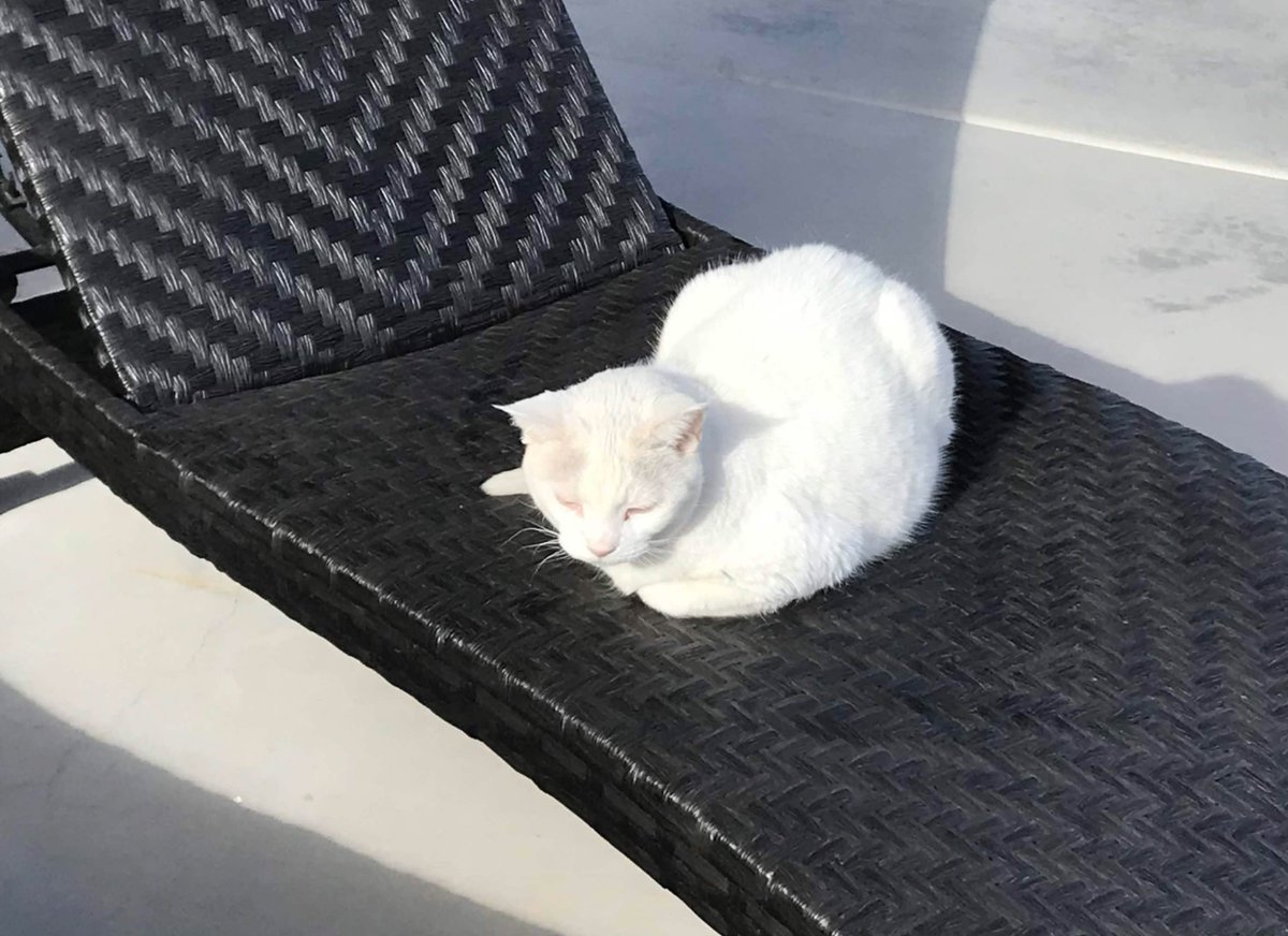 JakeArcticFox's tweet photo. We had to say goodbye to Macy today 😢 https://t.co/12Tdbqz5kr