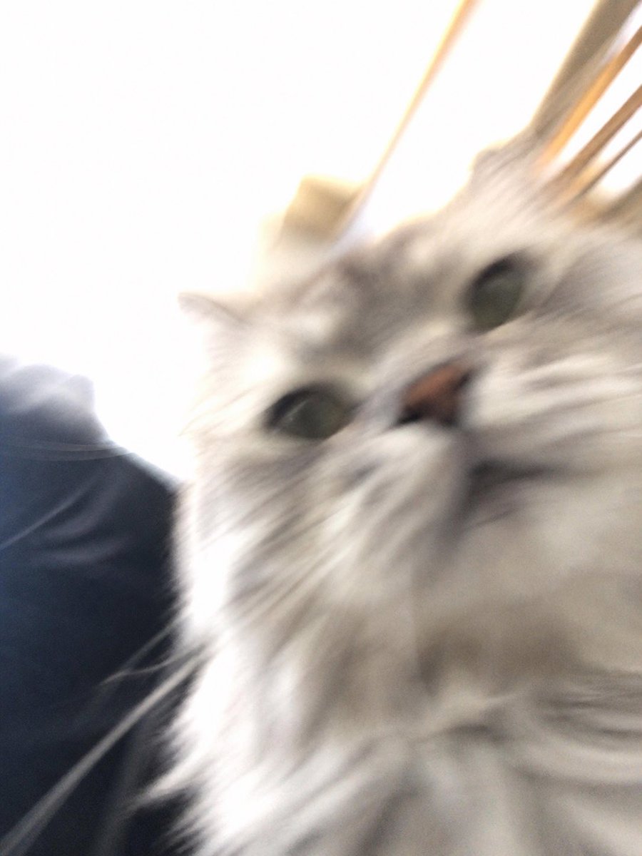 シュナピ🫧 tweet media