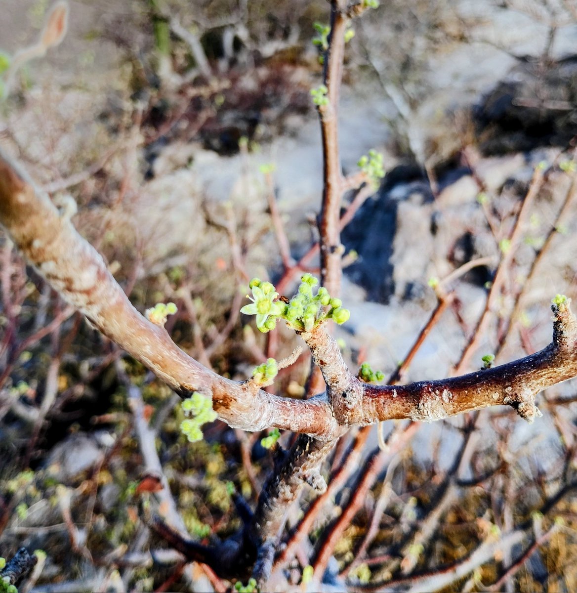 ChoyeroBotanico's tweet photo. Ya huele a "ciruela" de monte.

~Cyrtocarpa edulis~ https://t.co/oW9tTDzIOH