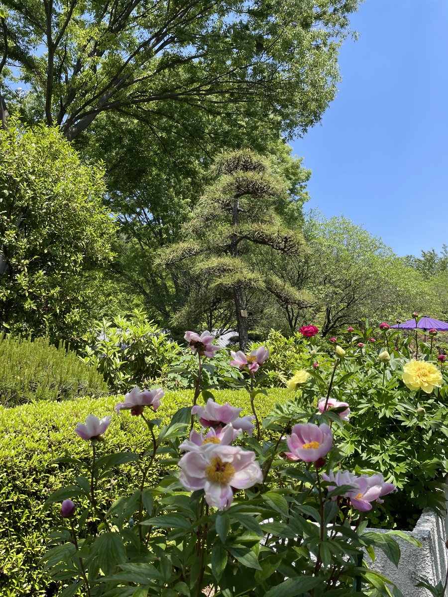machidaguide's tweet photo. 【町田薬師池公園四季彩の杜  ぼたん園】 
5月2日　本日の開花株数は、ぼたん38株、芍薬203株です。今日と明日、憩いの広場で音楽イベントが行われています。新緑の木影にたくさんの方にお集まりいただいています。ぜひお立ち寄り下さい。
#町田 #ぼたん #町田ぼたん園 https://t.co/610qN0eRKG