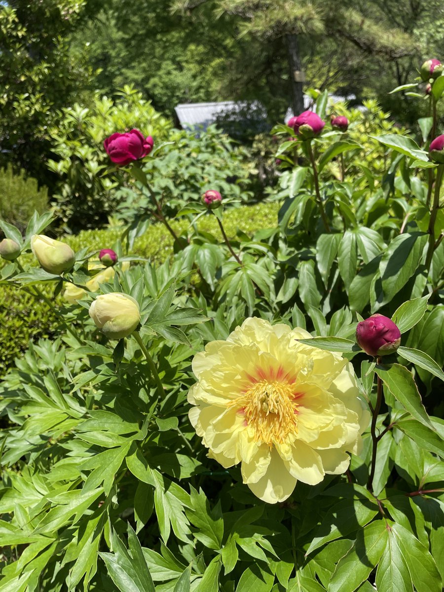 machidaguide's tweet photo. 【町田薬師池公園四季彩の杜  ぼたん園】 
5月2日　本日の開花株数は、ぼたん38株、芍薬203株です。今日と明日、憩いの広場で音楽イベントが行われています。新緑の木影にたくさんの方にお集まりいただいています。ぜひお立ち寄り下さい。
#町田 #ぼたん #町田ぼたん園 https://t.co/610qN0eRKG