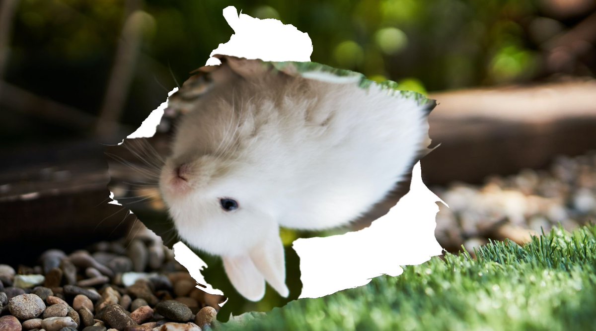 piggynunn's tweet photo. wat if bnuuies was upside down and they walk using their ears as legs https://t.co/LHhZEounLh