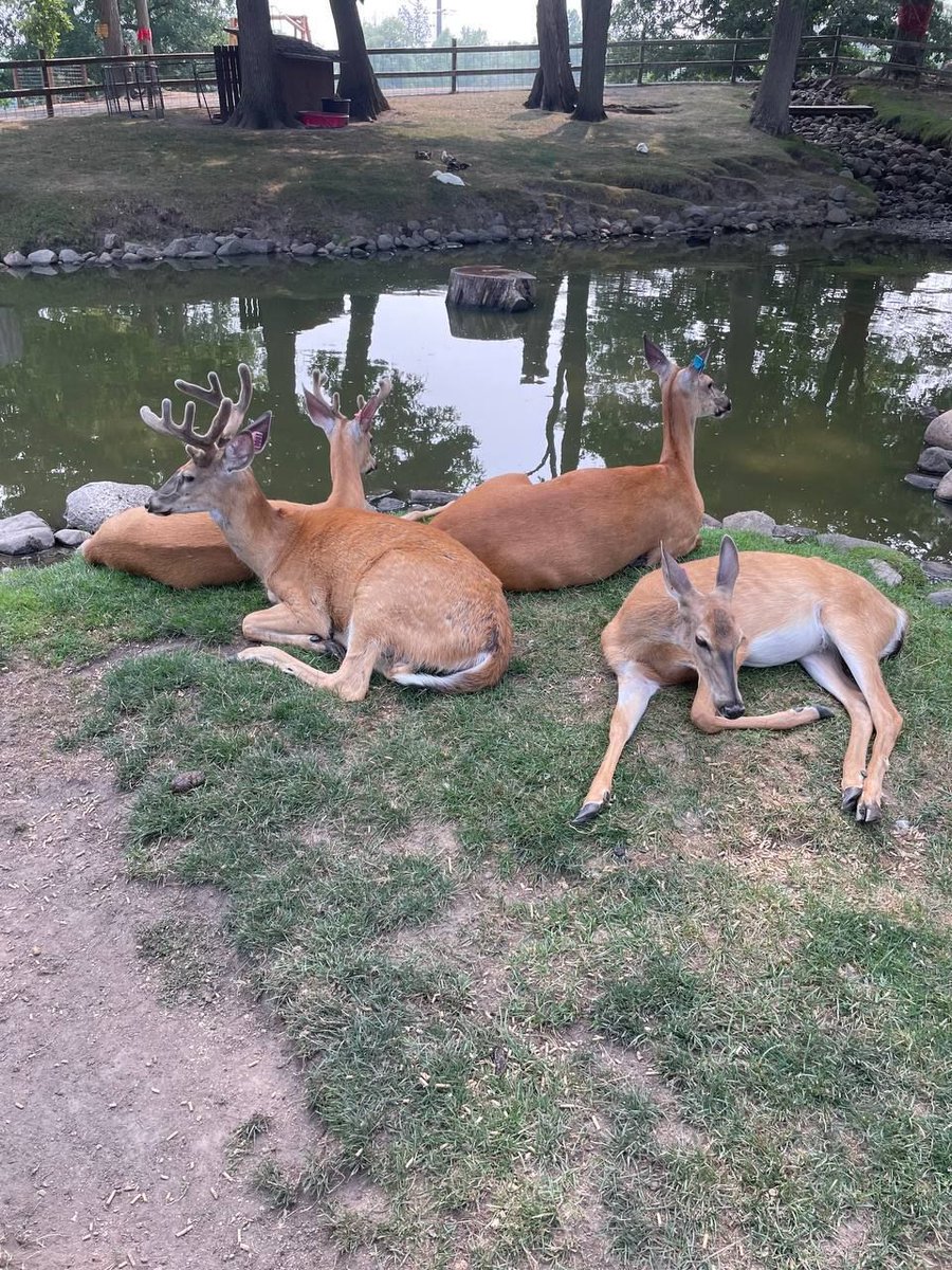 Deer in Places they Shouldn't Be tweet media