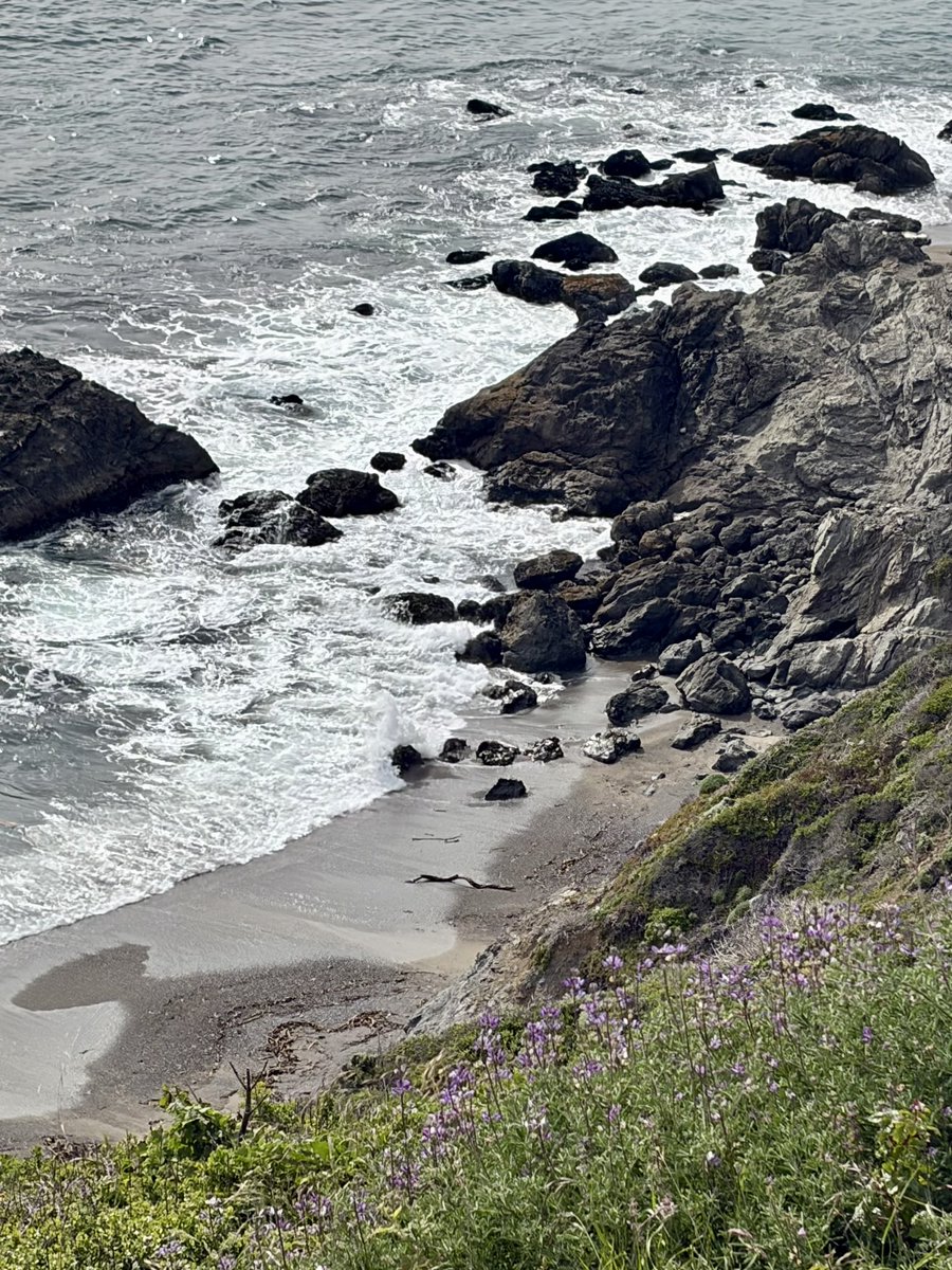 calicritters777's tweet image. Ocean Vibes #california