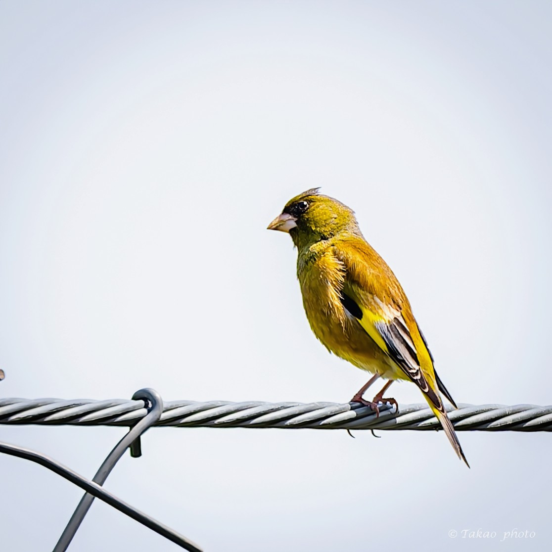 #カワラヒワ
#total_nature_japan_member
#best_moments_nature
#sony
#α1II
リアルタイム認識AF
SEL600F40GM
DxOPureRAW6