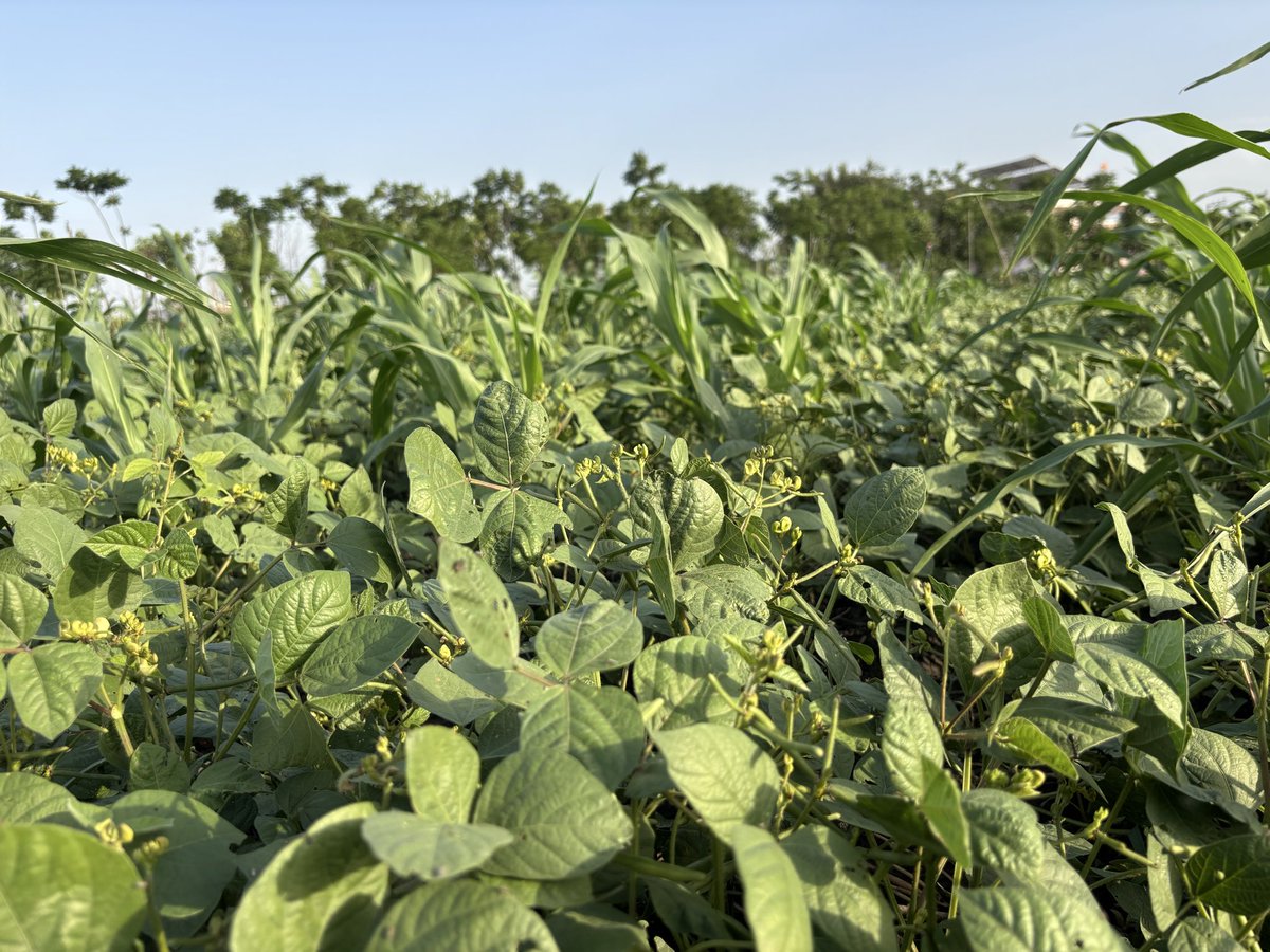 GoyalGramin's tweet image. 🌱 मूंग की प्राकृतिक खेती 🌾
कम लागत में अच्छी आमदनी देने वाली फसल, खासकर राजस्थान जैसे क्षेत्रों के लिए बेहतरीन विकल्प 👍
✔️ आसान खेती
✔️ कम पानी में तैयार
✔️ मिट्टी की उर्वरता बढ़ाए
📢 आज ही अपनाएं प्राकृतिक खेती और बढ़ाएं अपनी कमाई! 💰
#OrganicFarming #Moong #Kisan 🌿