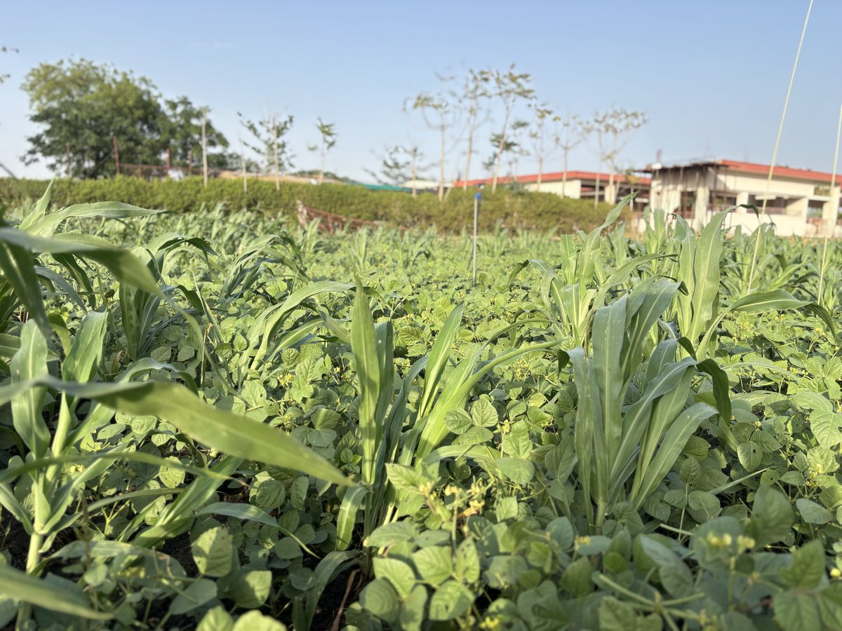 GoyalGramin's tweet image. 🌱 मूंग की प्राकृतिक खेती 🌾
कम लागत में अच्छी आमदनी देने वाली फसल, खासकर राजस्थान जैसे क्षेत्रों के लिए बेहतरीन विकल्प 👍
✔️ आसान खेती
✔️ कम पानी में तैयार
✔️ मिट्टी की उर्वरता बढ़ाए
📢 आज ही अपनाएं प्राकृतिक खेती और बढ़ाएं अपनी कमाई! 💰
#OrganicFarming #Moong #Kisan 🌿
