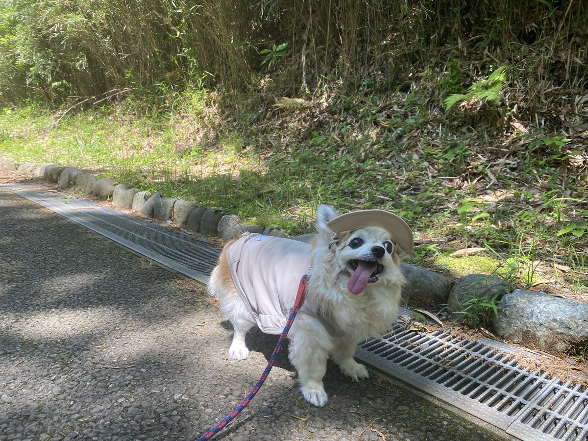 moposun_b's tweet photo. 探犬家 https://t.co/NfF1M3ftXu