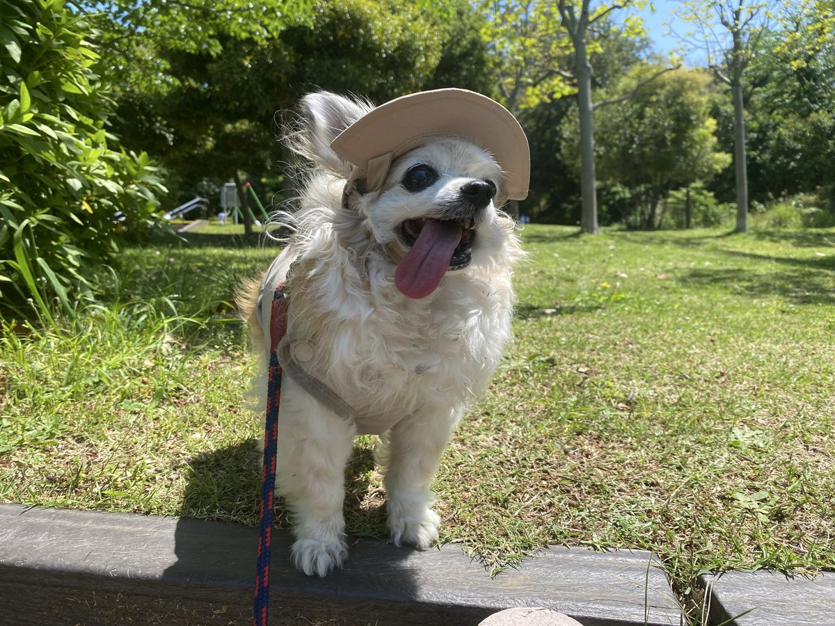 moposun_b's tweet photo. 探犬家 https://t.co/NfF1M3ftXu