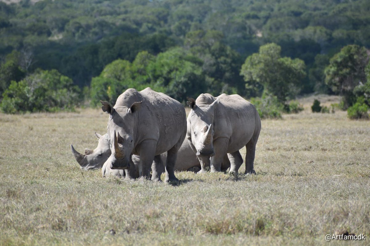 Rhinos hold a special place in our hearts — symbols of strength, resilience, and the wild beauty we must protect. 
Seeing them together like this is a powerful reminder of what’s at stake.