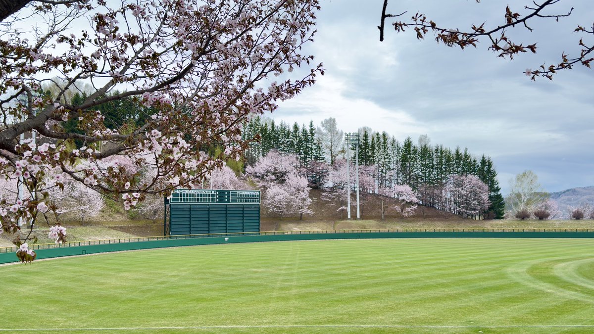 aioi_tsubetsu's tweet photo. オホーツク山間部津別町
雨降りしっぽり桜が咲いています…🌸 https://t.co/oiciIqTiau