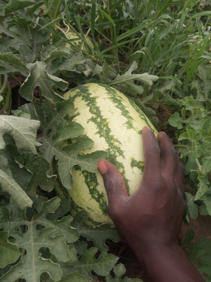 Kawagumba's tweet image. I have  to share  my skills  in agriculture farming,  im teaching  pure organic practical activities for  yonger people,  because  they  will  be the leaders of  food sustainability  in future. #refi.@climate_program .@RegenToken.@Solar_FND.@Letsgrow