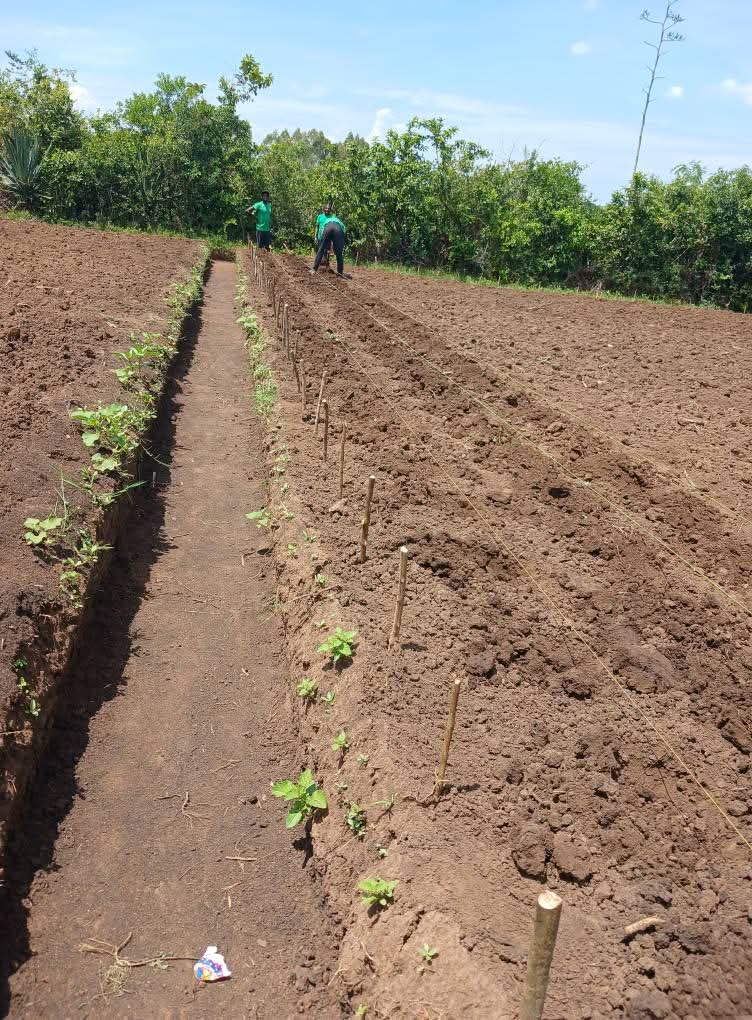 Kawagumba's tweet image. I have  to share  my skills  in agriculture farming,  im teaching  pure organic practical activities for  yonger people,  because  they  will  be the leaders of  food sustainability  in future. #refi.@climate_program .@RegenToken.@Solar_FND.@Letsgrow