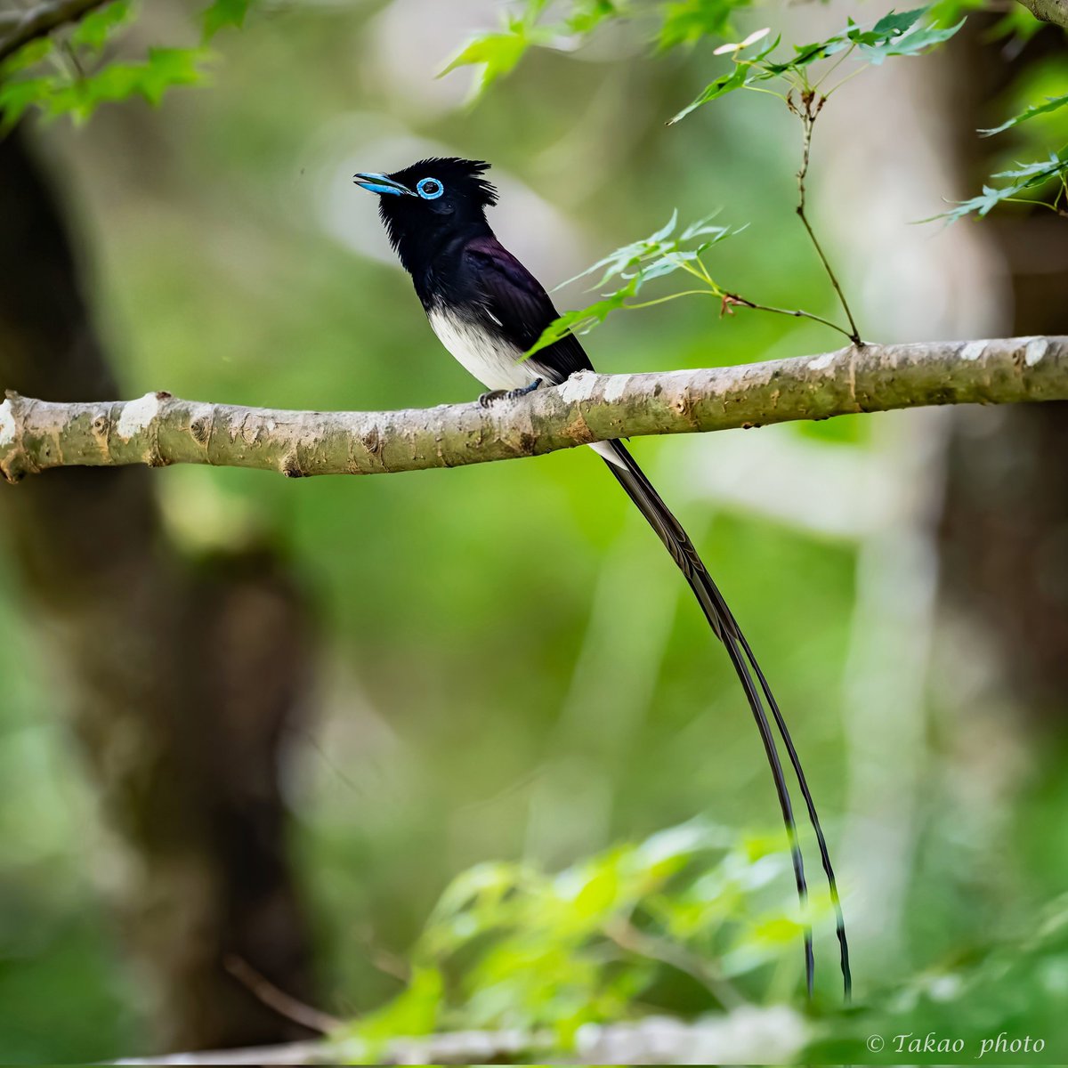 #サンコウチョウ
#total_nature_japan_member
#best_moments_nature
#sony
#α1II
リアルタイム認識AF
SEL600F40GM
DxOPureRAW6
