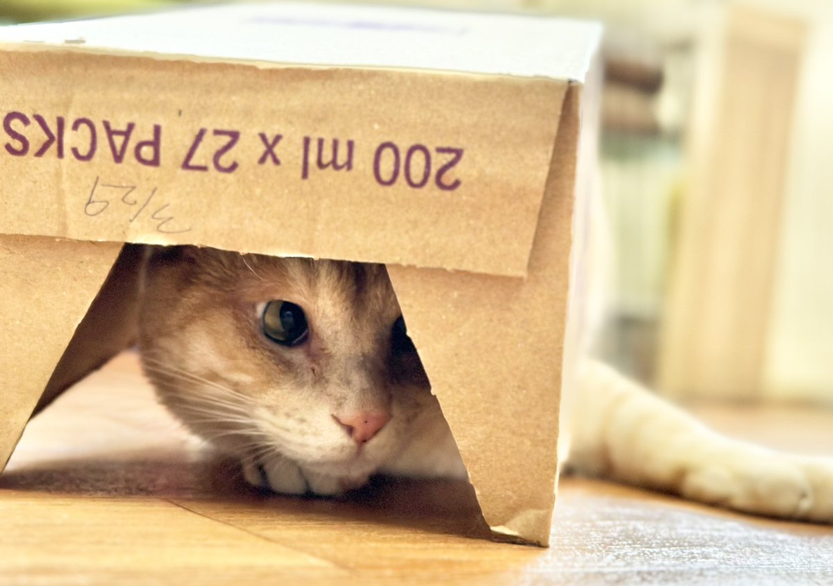 保護猫カフェmoff moff🐈 tweet media