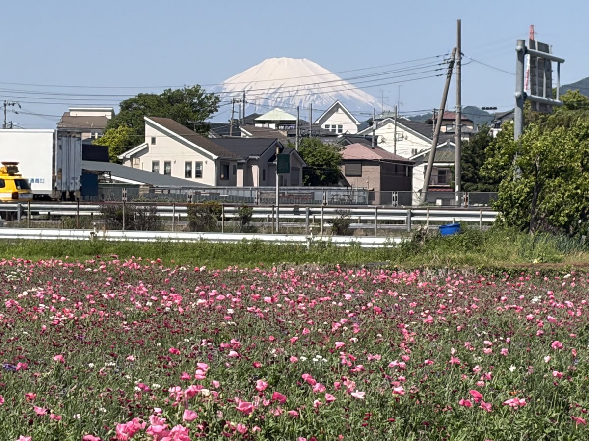 minakoala's tweet photo. 伊勢原のれんげ祭りに行ってきました！お花を摘み放題だと聞いていたので、我が家はハサミとレジ袋を持って行ったのですが、慣れている方は、バケツに牛乳パックをたくさん入れて、少しお水も入っていたのかな？お花が傷まない様にしていらっしゃいました。さすが👍次回はマネさせていただきますっ！！ https://t.co/lauF4bS8QC
