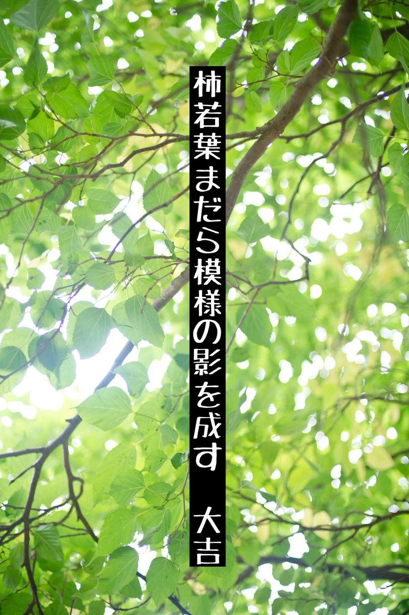 『柿若葉』

#大吉の俳句