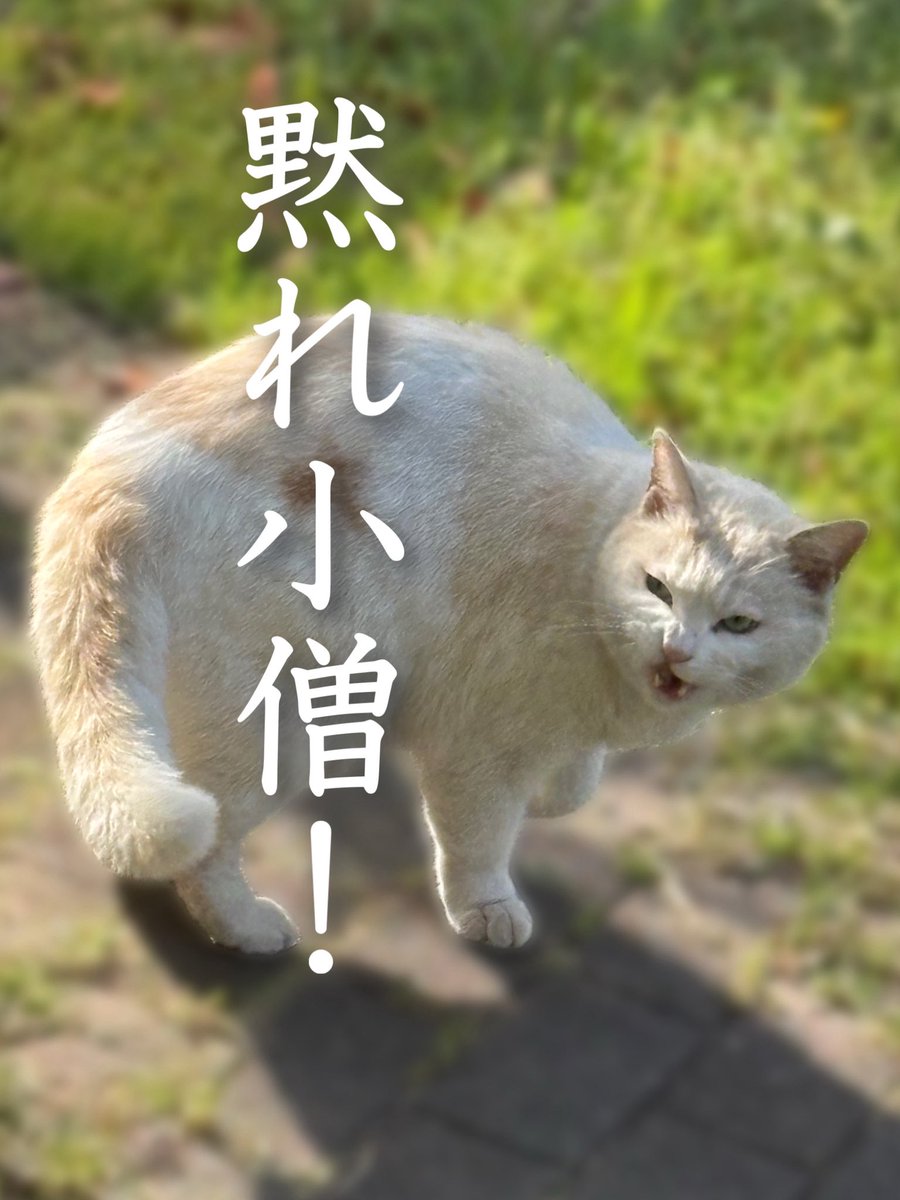 とらら tweet media