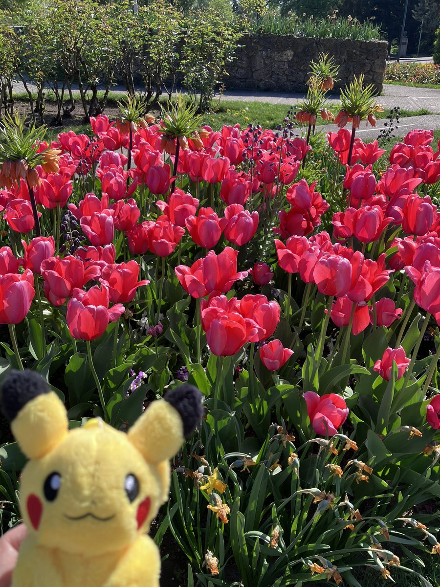 kaffee_jause's tweet image. 開場前に着いたので近くの公園散策。

2026.4.22
#austria #Wien #ウィーン #ピカチュウ