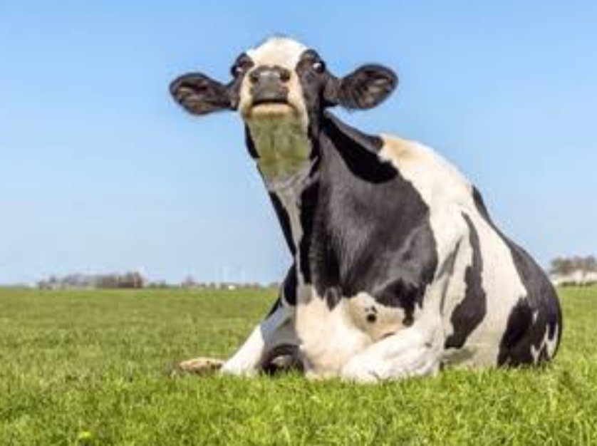COW tweet media