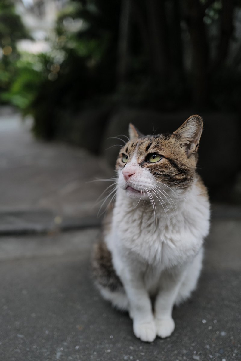 5232701461k's tweet photo. ねこ https://t.co/FEHgC6pYNO