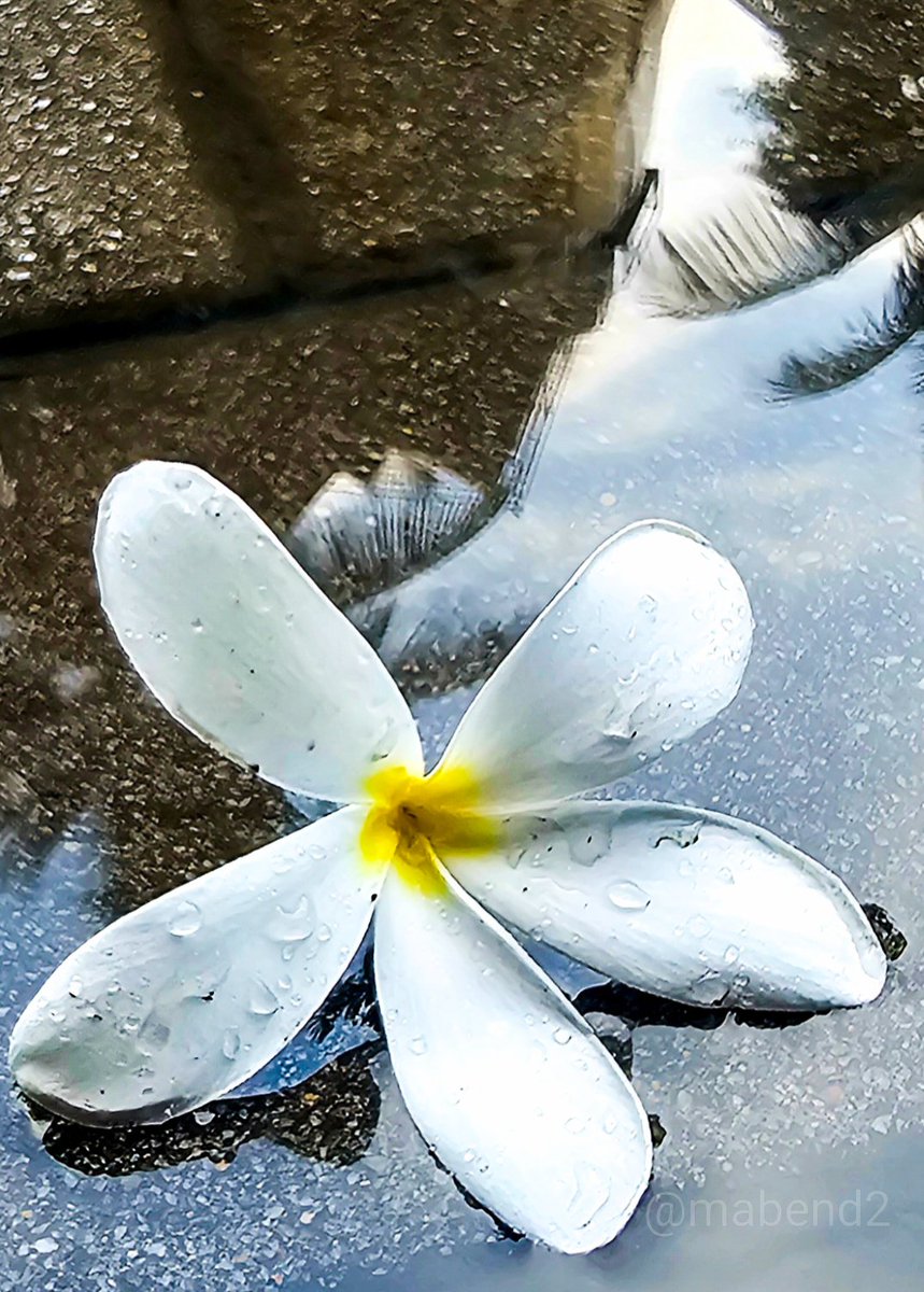 mabend2's tweet photo. Share your photographs with colour white 🤍
#theme_pic_India_flowers https://t.co/NOFQ26DP5I