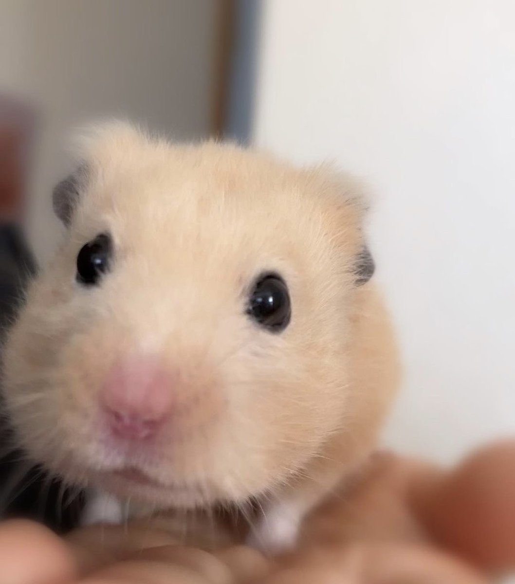 ham tweet media