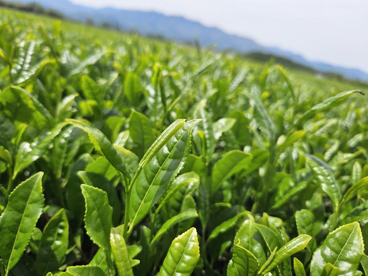 TeaHazawa's tweet photo. 世の中GW✨🌴🌺✨
茶業者🍃🍵Green Tea Week🍵🍃
そして今日は八十八夜✨😊 https://t.co/17uZBrMGjg