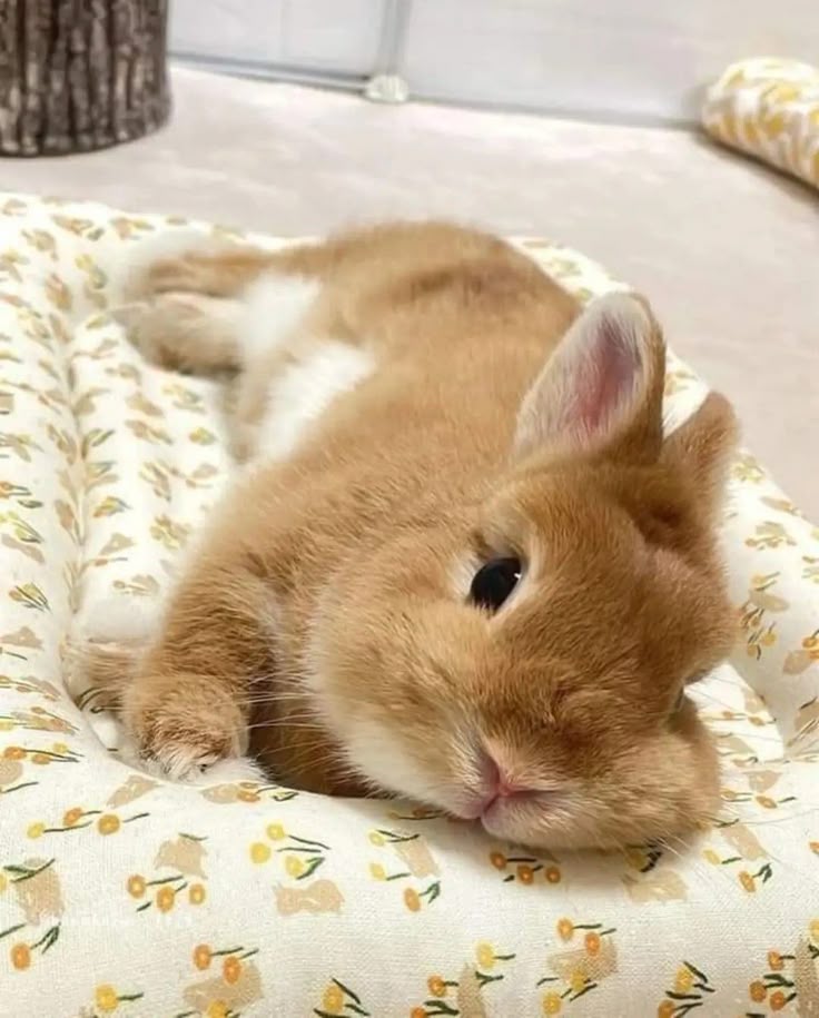 animalpopular9 tweet picture