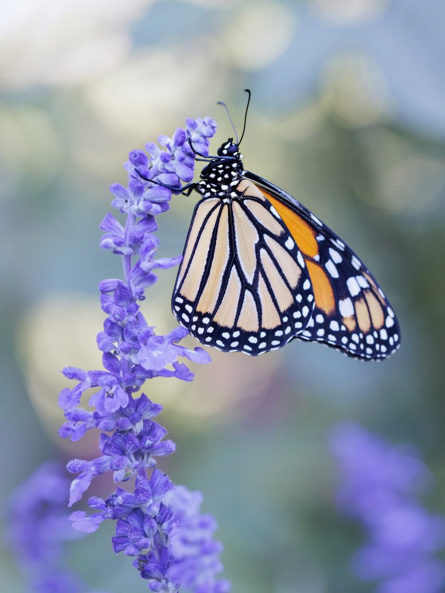 gdmorewood's tweet image. Good Morning 🦋❤️😎

[Credit: Sue Zellers]

#StaySafe #SaturdayMorning #SaturdayMotivation