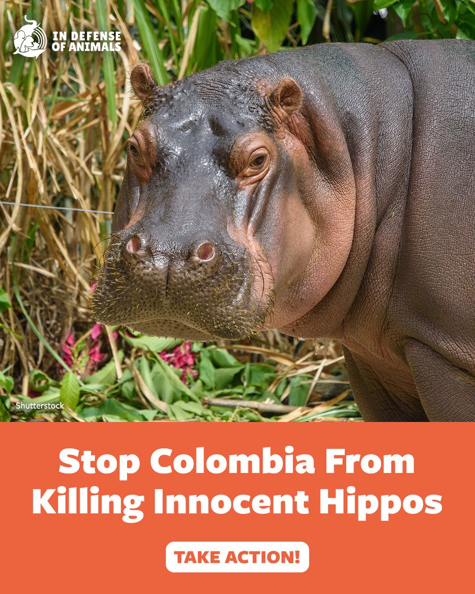 In Defense Of Animals tweet media
