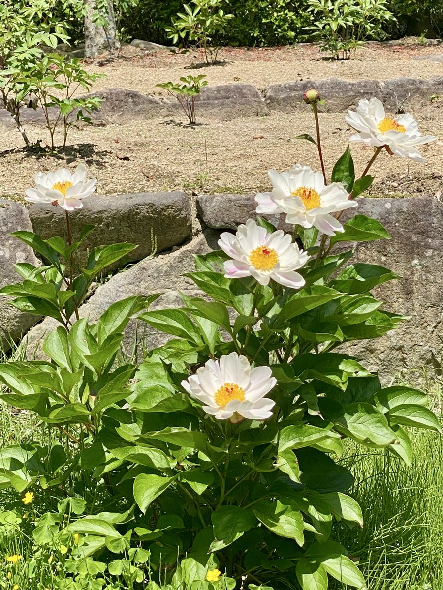 KinchanHello's tweet photo. 新緑が眩しい〜 https://t.co/MwYipBVRMf