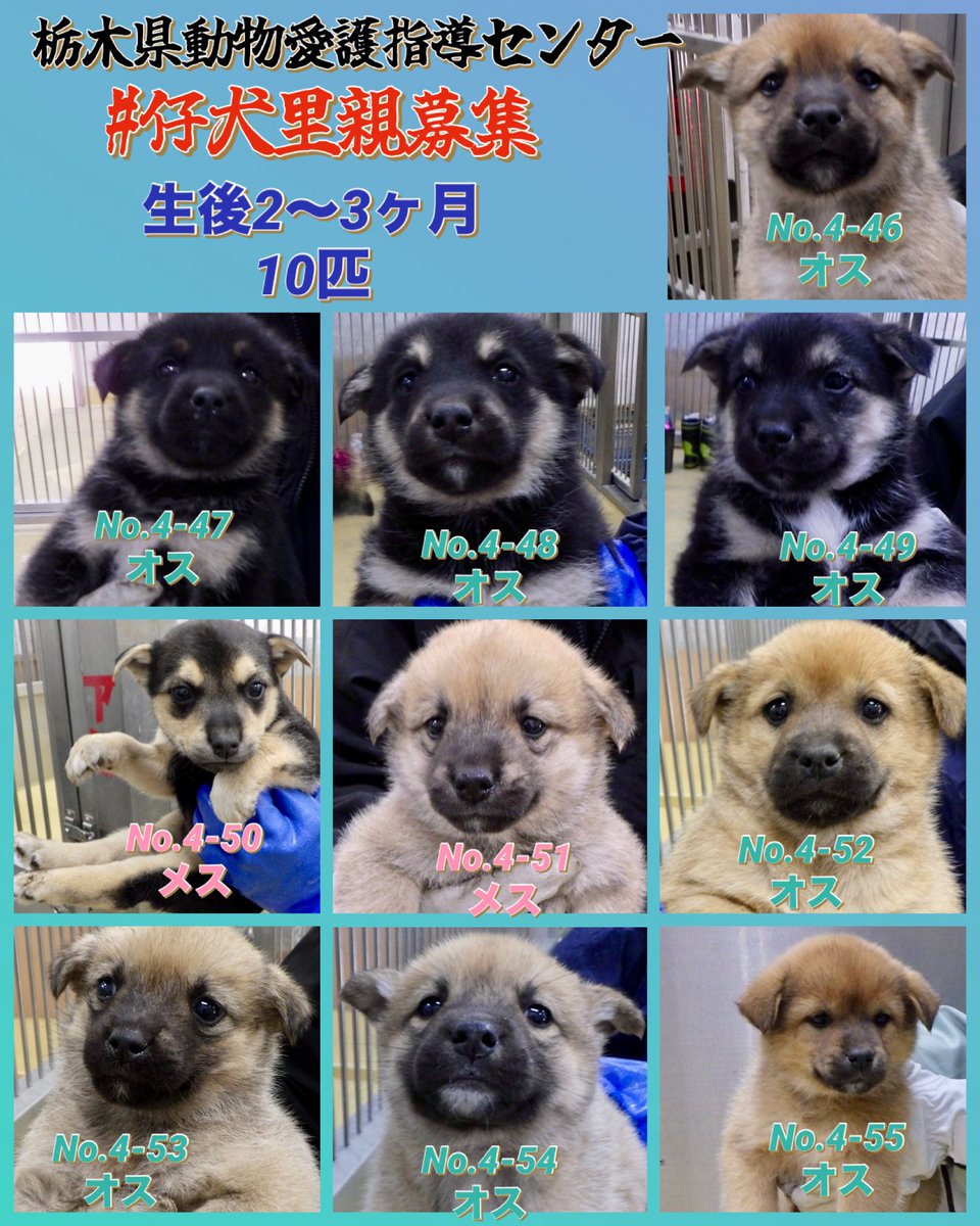 🇯🇵GOLL tweet media